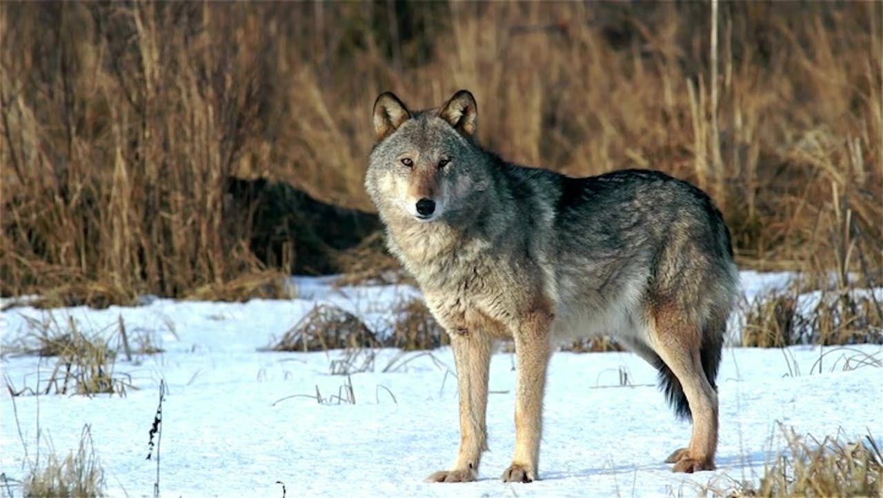 Yellowstone's Lamar Valley: The American Serengeti