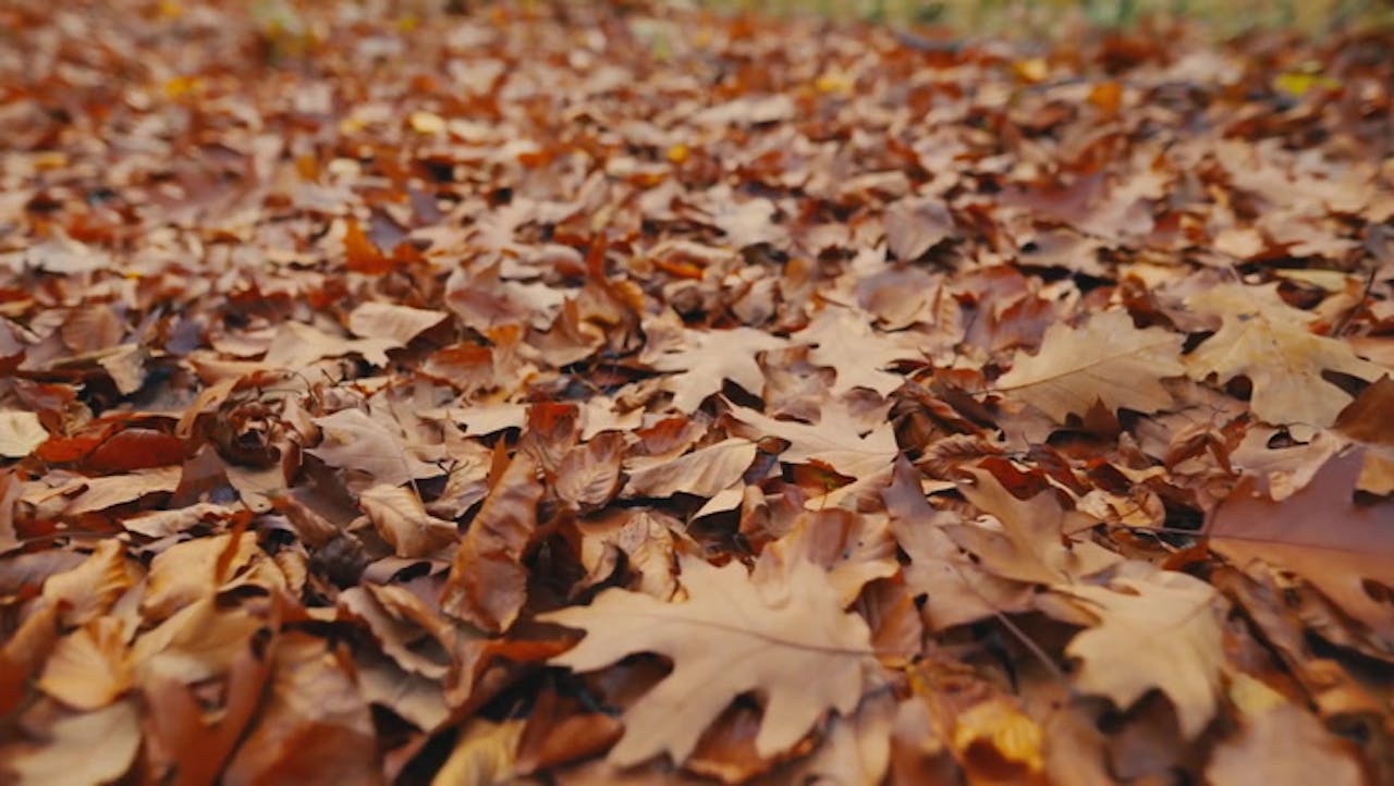 Why Leaves Change Colors in the Fall