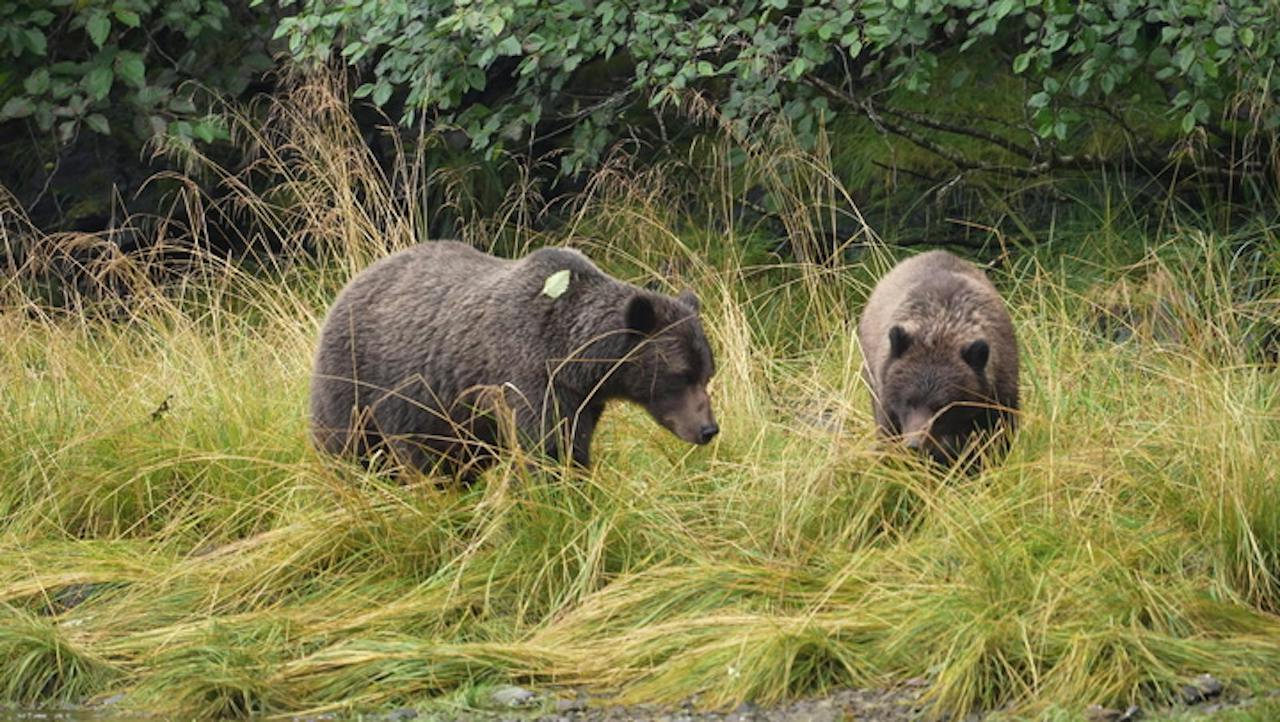 Exploring Juneau & The Tongass National Forest's Island of Bears
