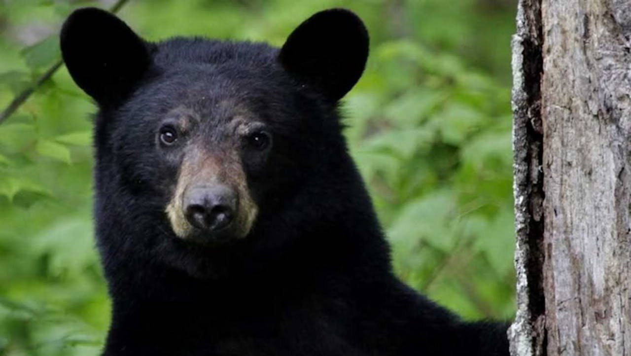 Bears Know No Boundaries